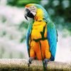 Parrot Flight Harness with Leash