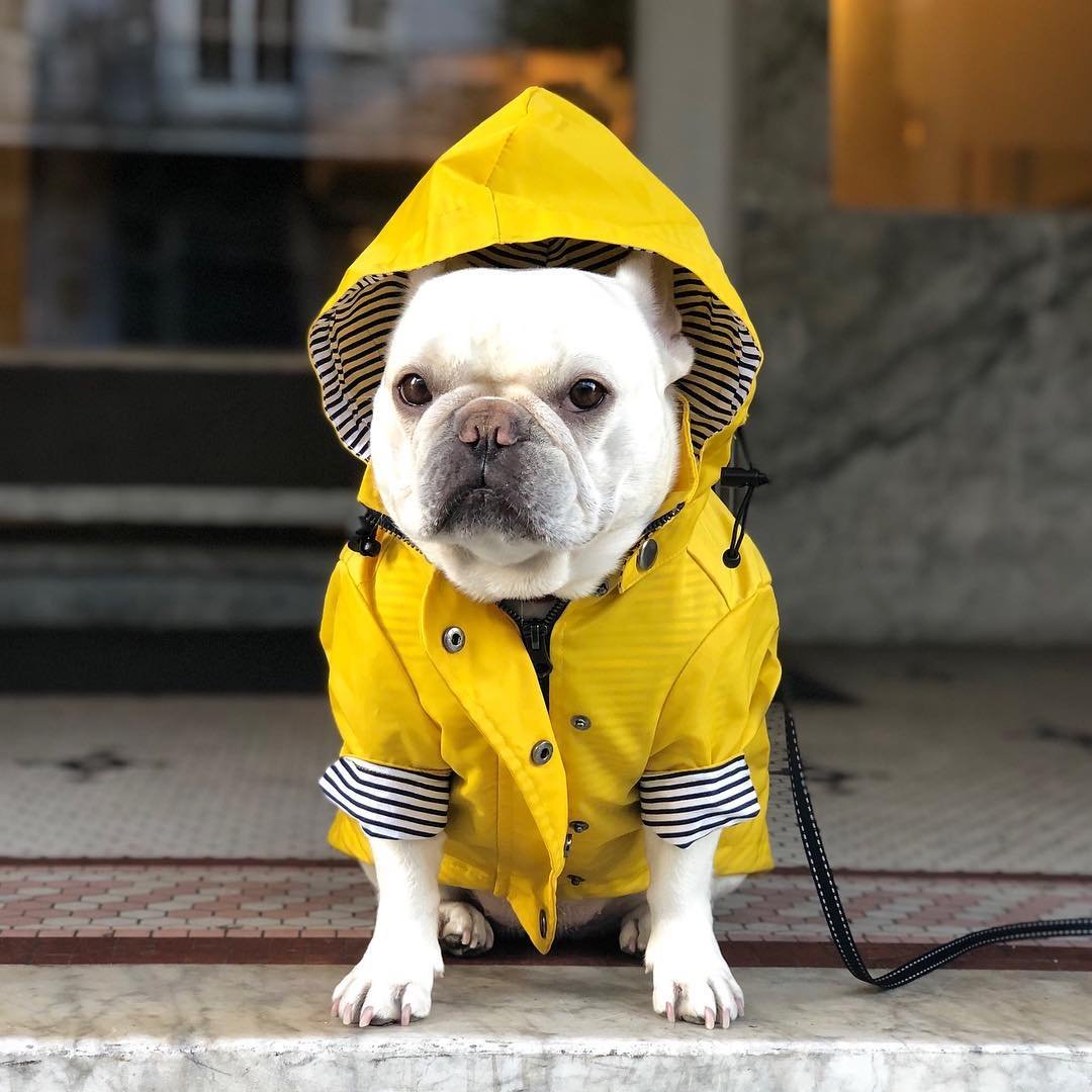 Yellow Dog Raincoat, Windproof Twill - Image 3