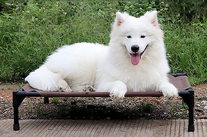 Raised Dog Cot Bed with Removable Washable Cover - Image 7