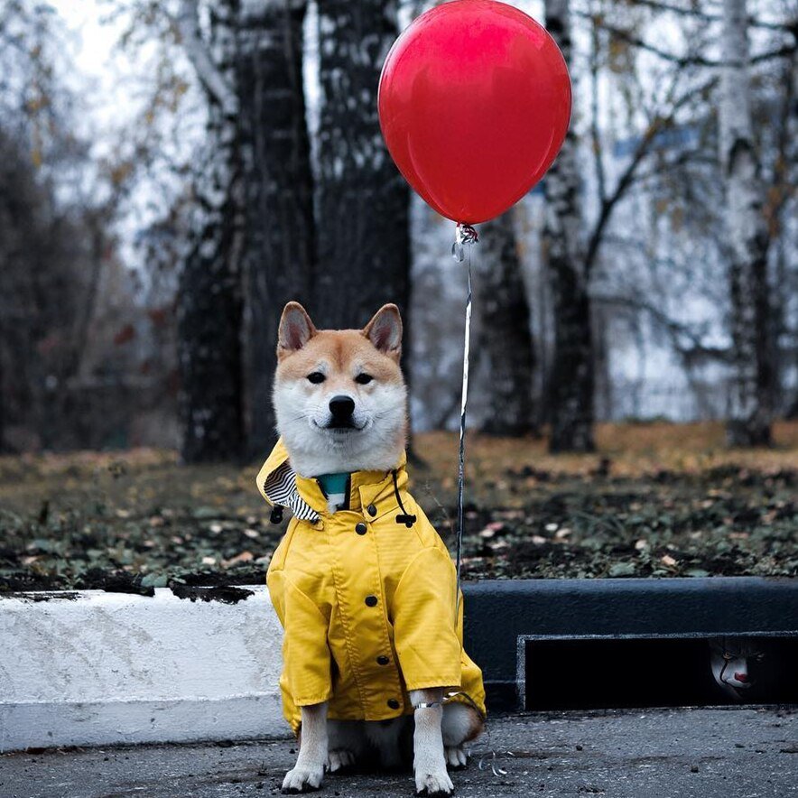 Yellow Dog Raincoat, Windproof Twill