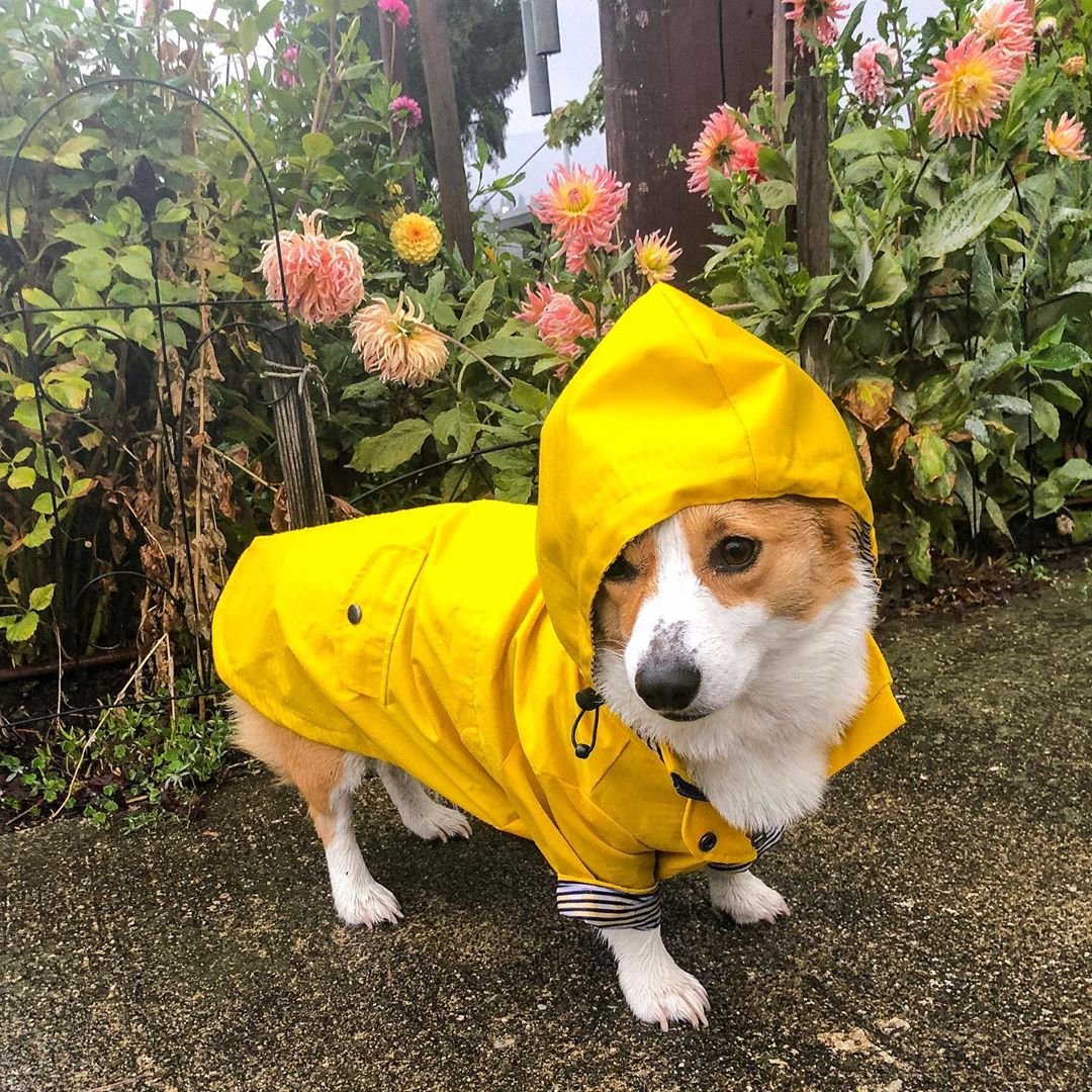 Yellow Dog Raincoat, Windproof Twill - Image 4