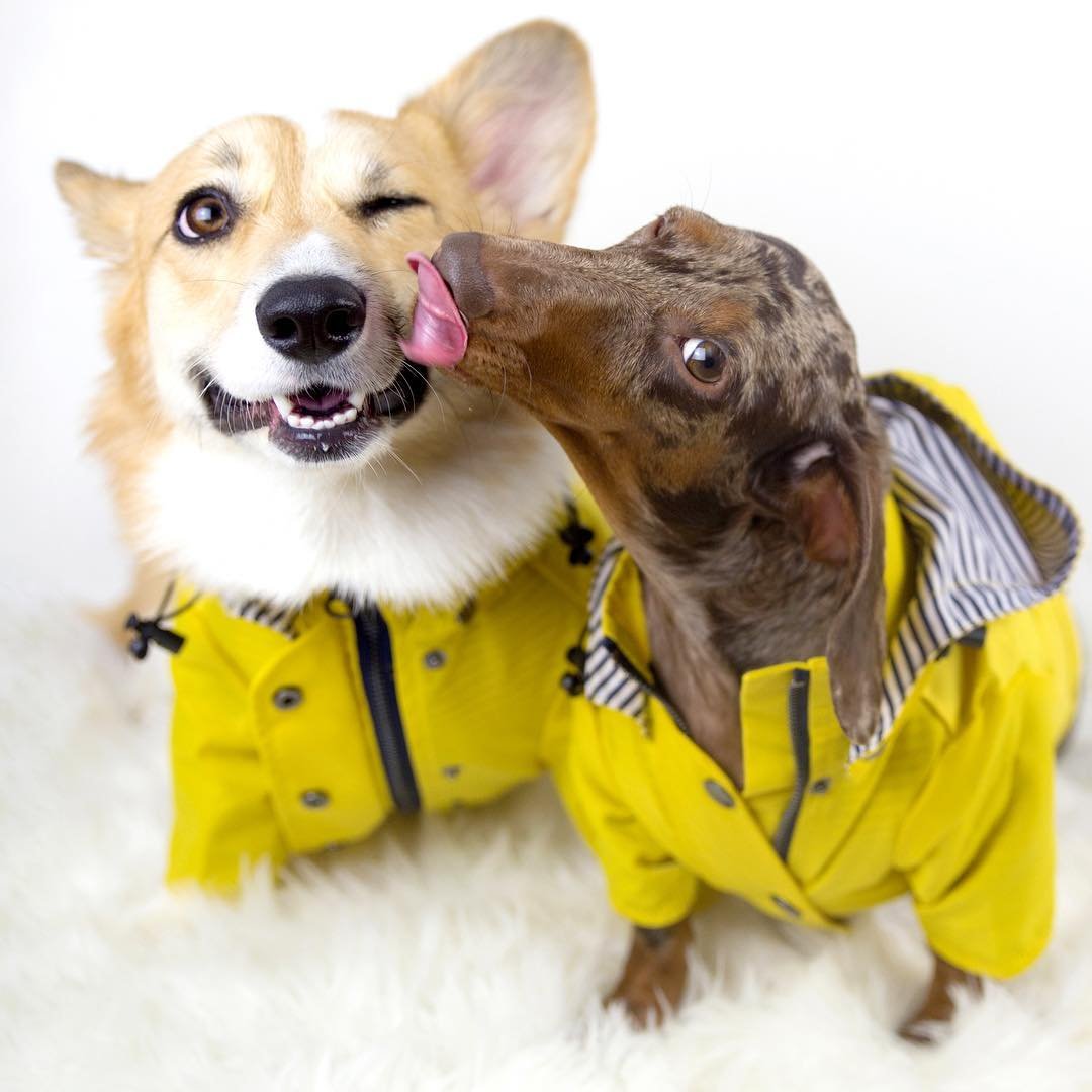 Yellow Dog Raincoat, Windproof Twill - Image 6