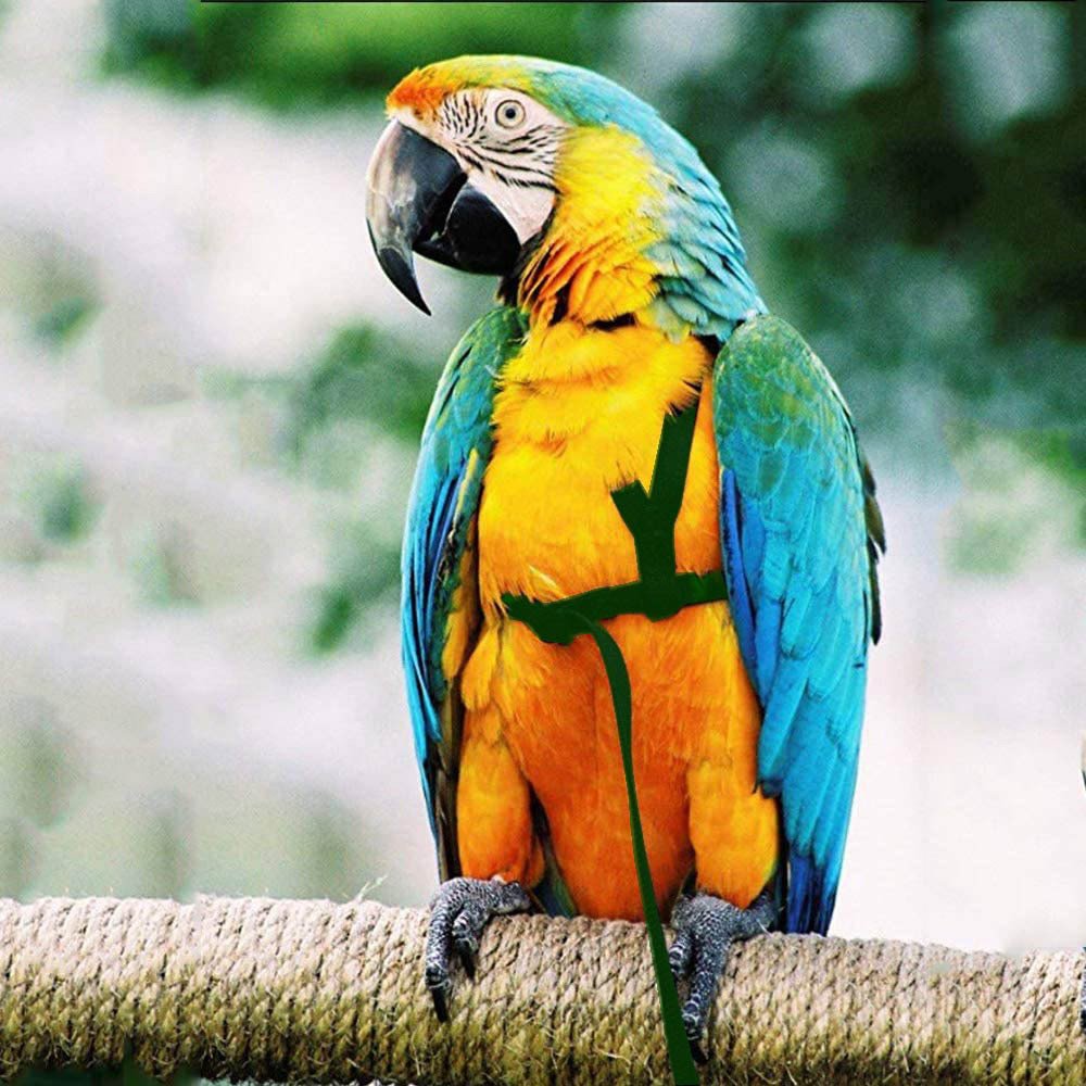 Parrot Flight Harness with Leash - Image 8
