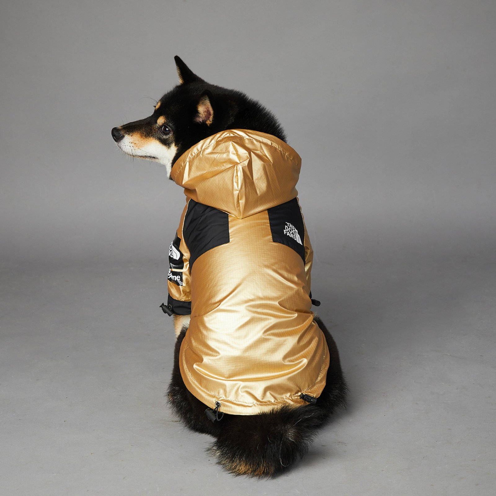 Gold Dog Raincoat, Sizes S to 5XL - Image 2