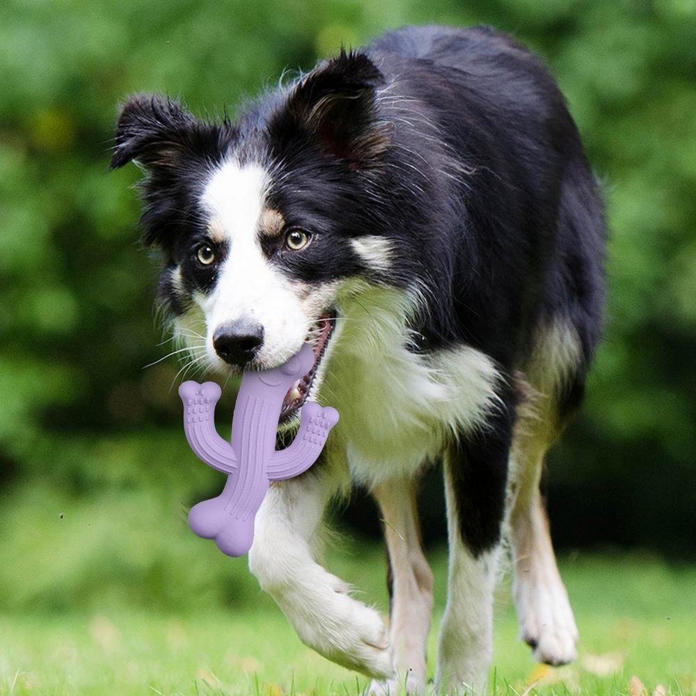 Cactus Chew Toy for Dogs - Image 5