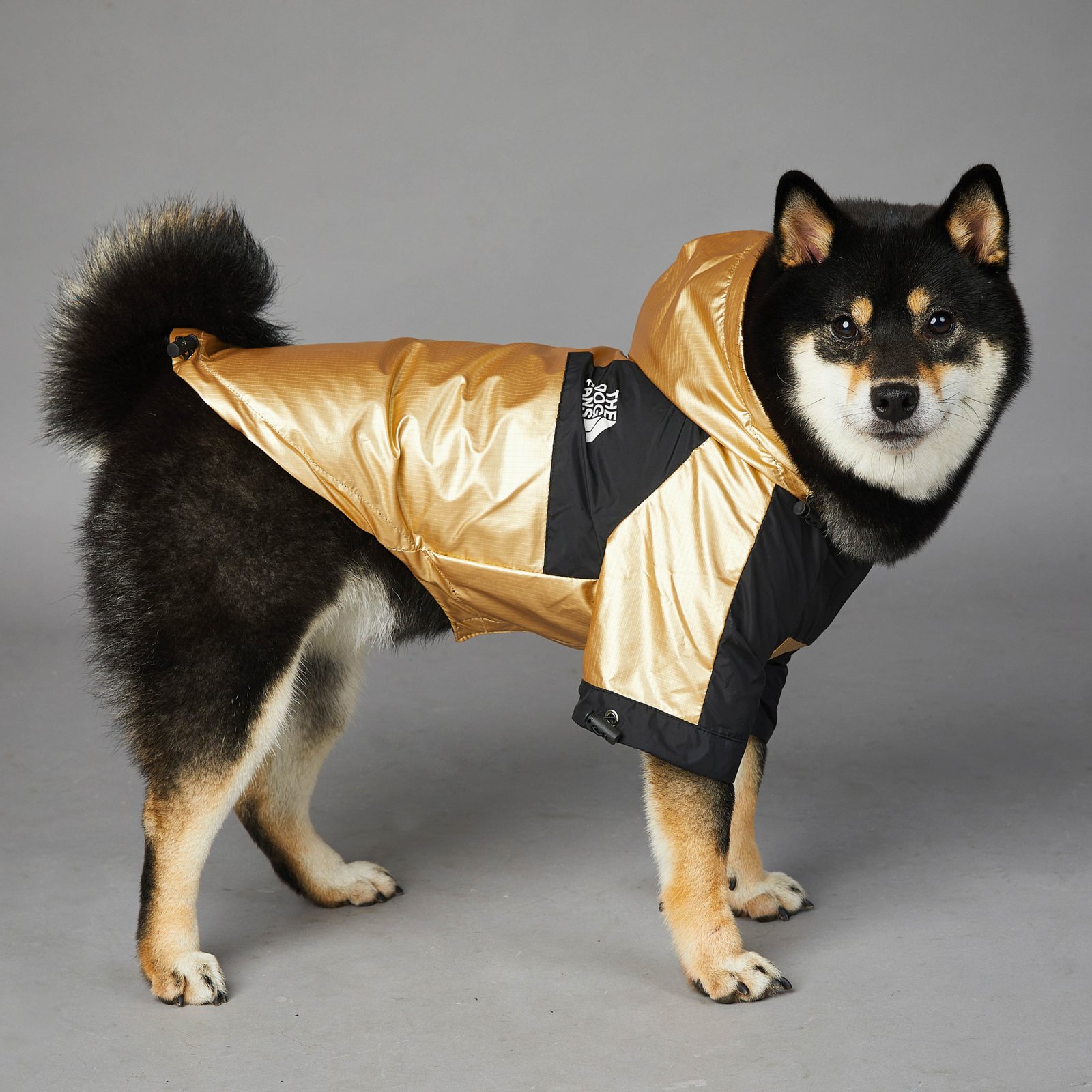 Gold Dog Raincoat, Sizes S to 5XL - Image 5