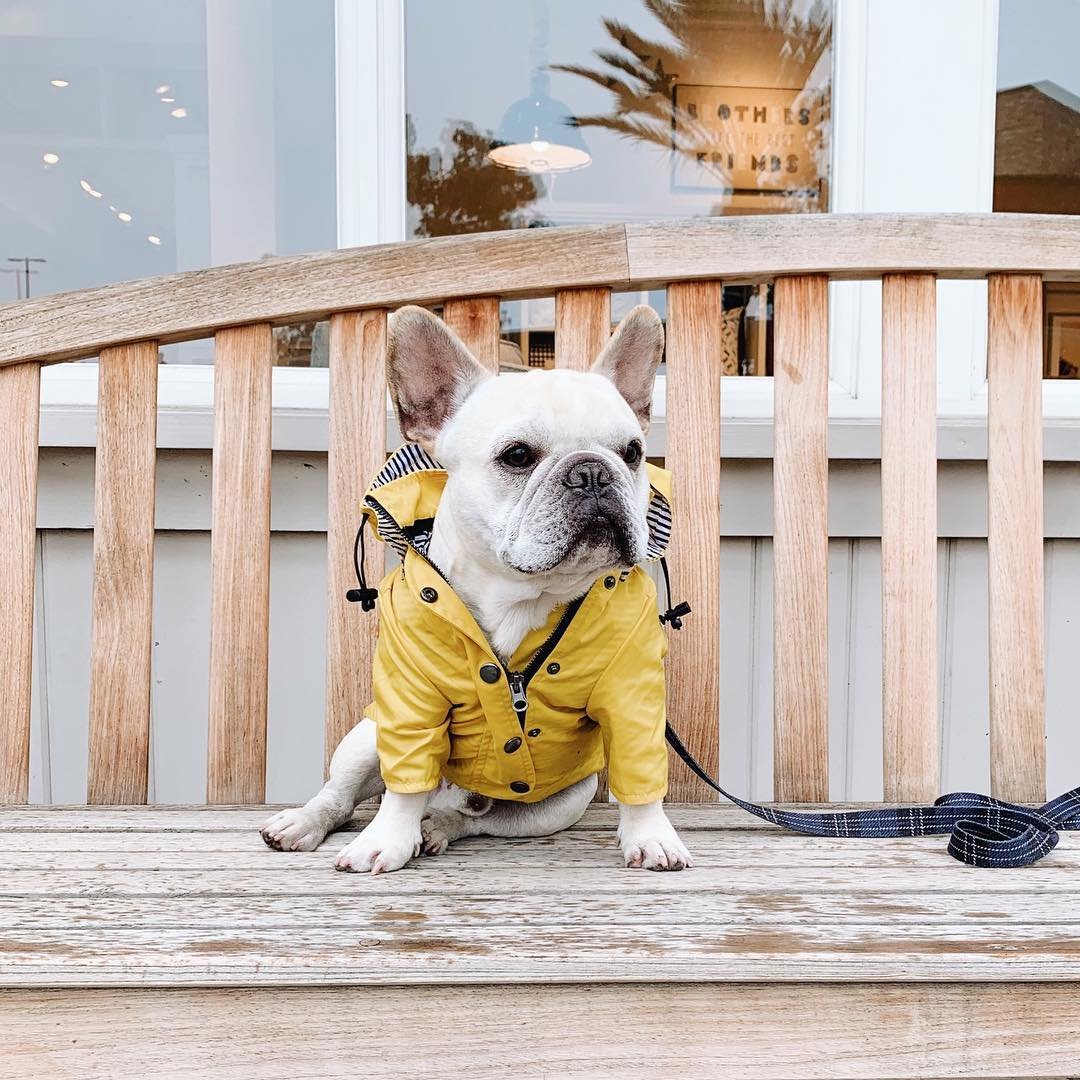 Yellow Dog Raincoat, Windproof Twill - Image 2