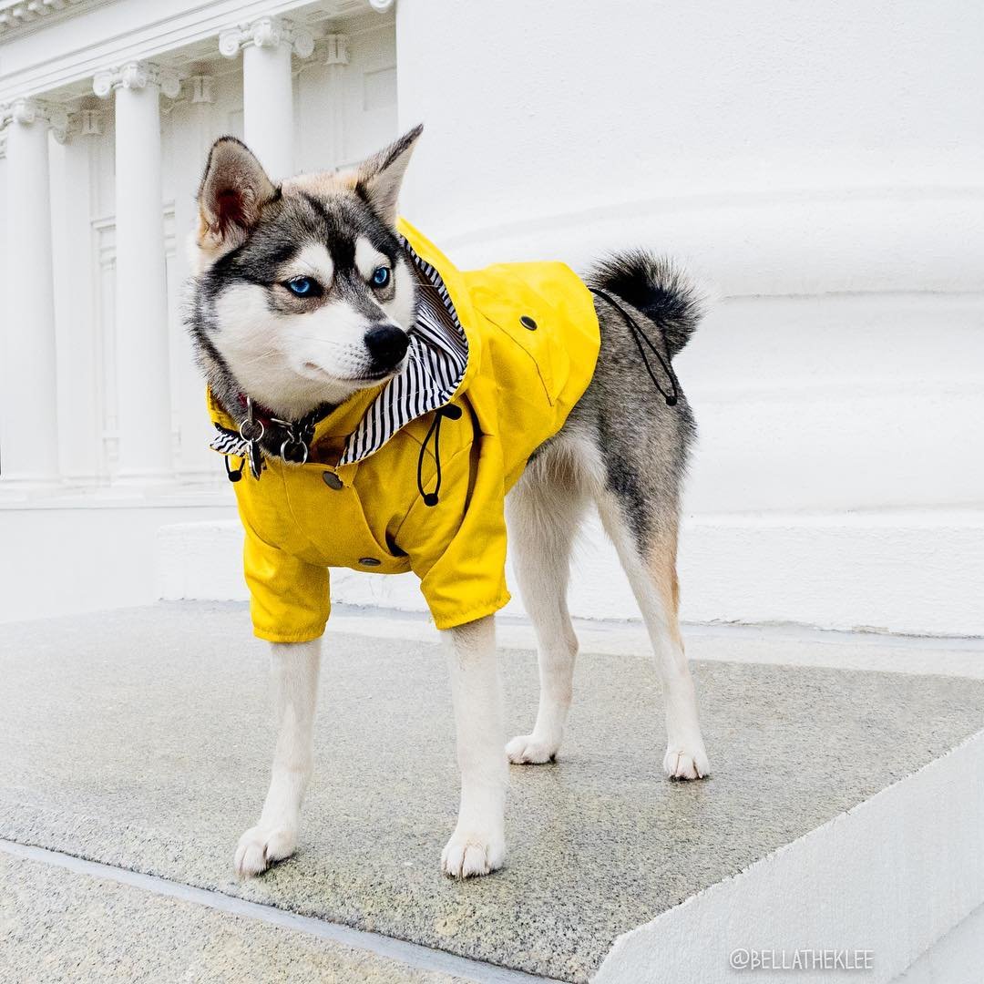 Yellow Dog Raincoat, Windproof Twill - Image 7