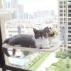 Window Glass Cat Hammock, Mesh or Plush