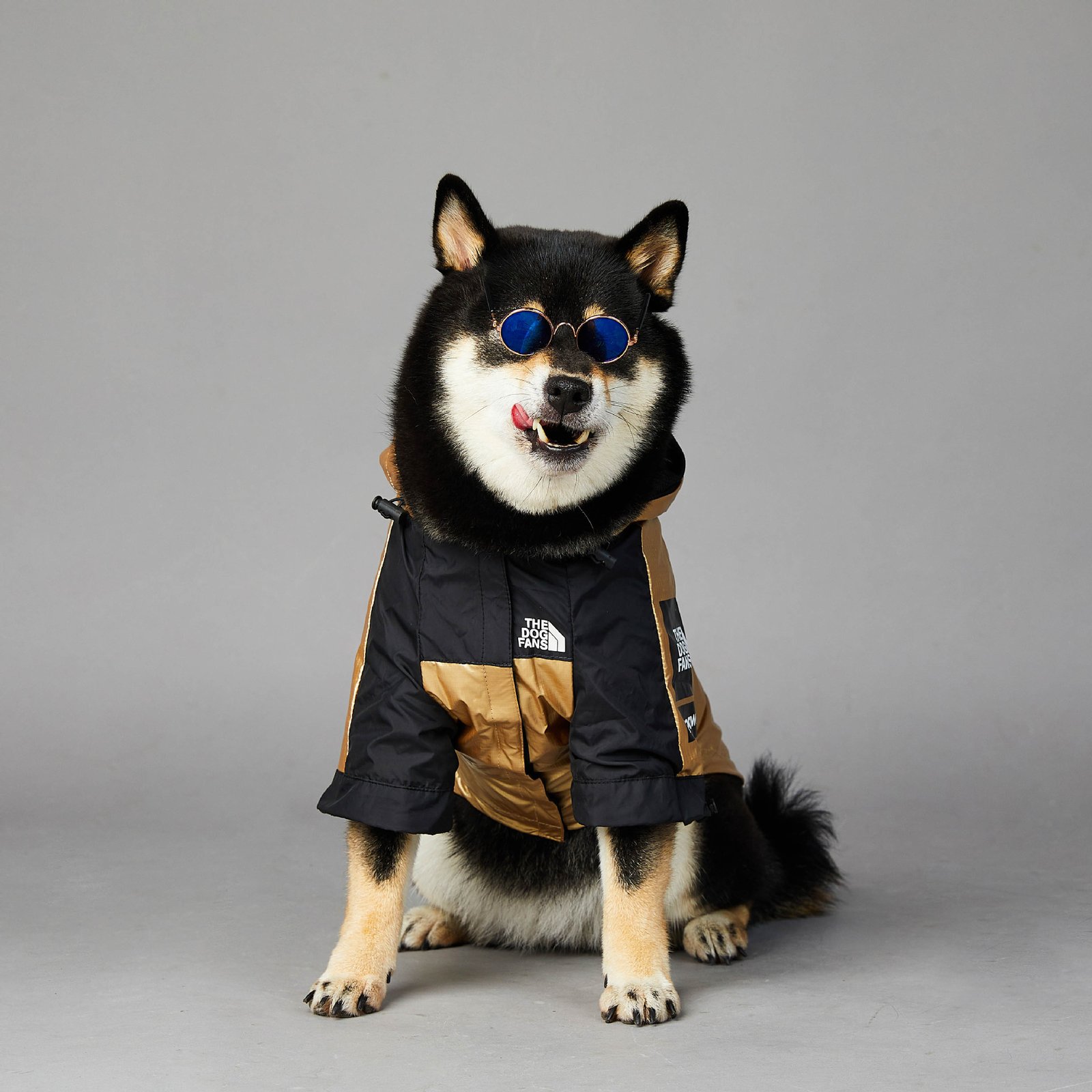 Gold Dog Raincoat, Sizes S to 5XL - Image 4