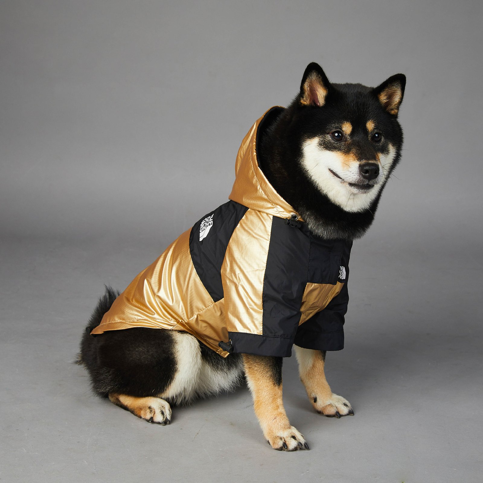 Gold Dog Raincoat, Sizes S to 5XL - Image 3