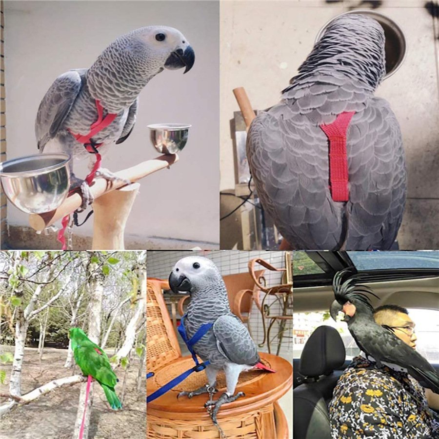 Parrot Flight Harness with Leash - Image 6