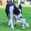 Plush Animal Dog Toy, Elephant or Frog