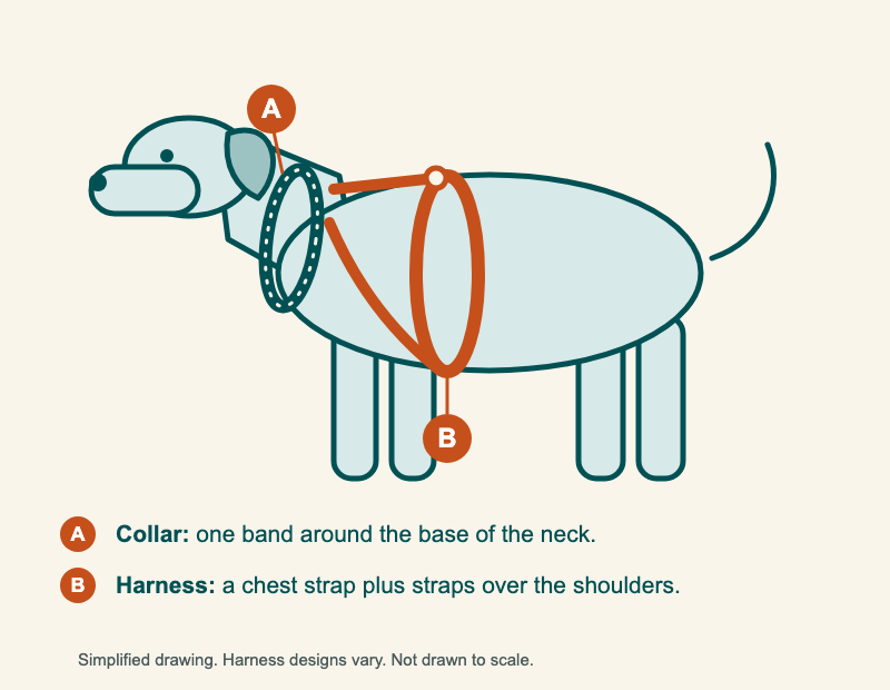 Side view of a dog showing a collar around the base of the neck, labelled A, and a harness with a chest strap behind the front legs and straps over the shoulders, labelled B.