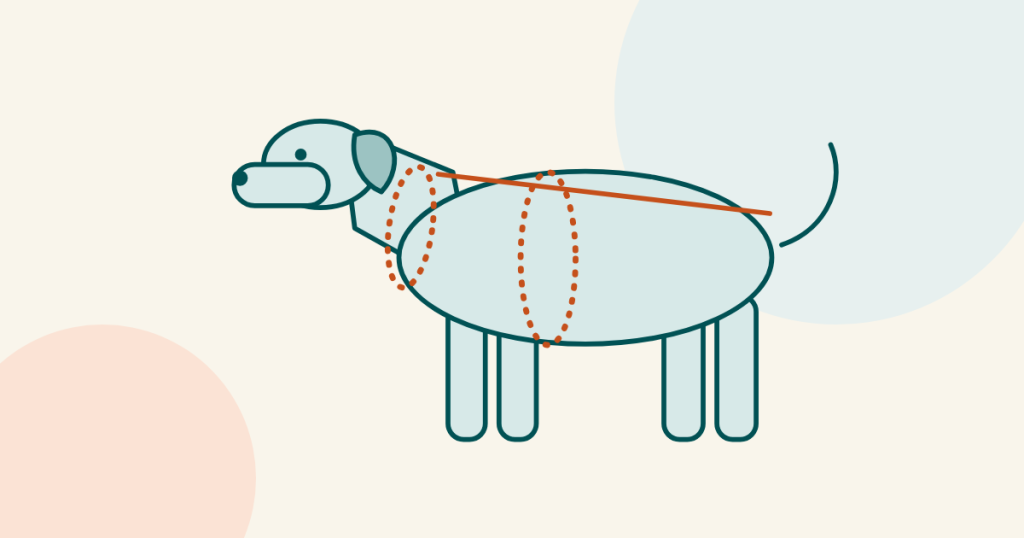 Illustration of a dog with dashed rings at the neck and chest and a line along the back showing where to measure.