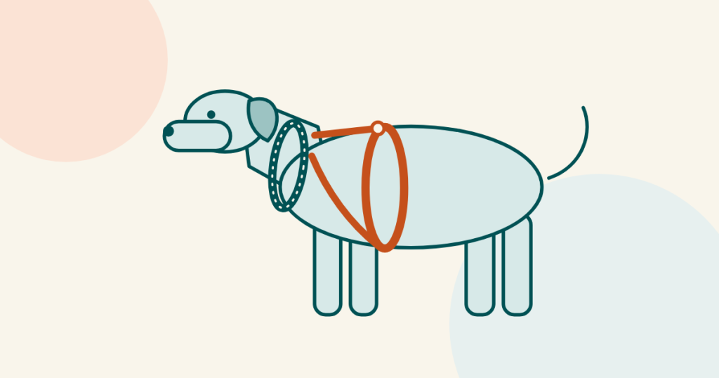Illustration of a dog wearing a collar at the neck and a harness with a chest strap and shoulder straps.