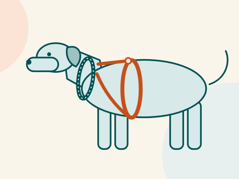 Illustration of a dog wearing a collar at the neck and a harness with a chest strap and shoulder straps.