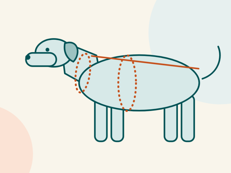 Illustration of a dog with dashed rings at the neck and chest and a line along the back showing where to measure.