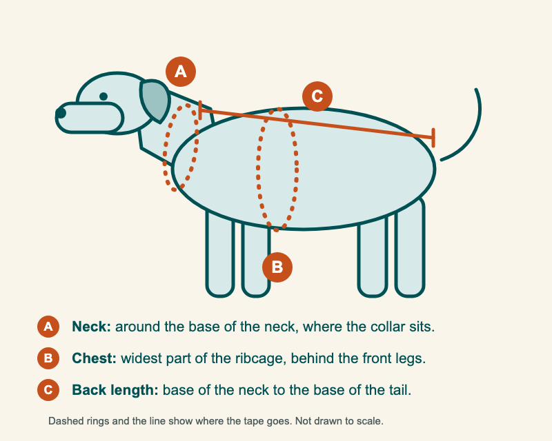 Side view of a dog with three measuring points marked: A, the neck at the base where the collar sits; B, the chest at the widest part of the ribcage behind the front legs; C, the back from the base of the neck to the base of the tail.